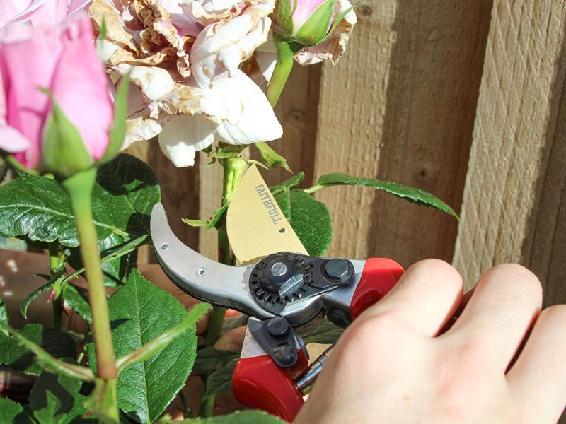 Faithfull Countryman Professional Bypass Secateurs 215mm (8in) FAICOUBYPRO8