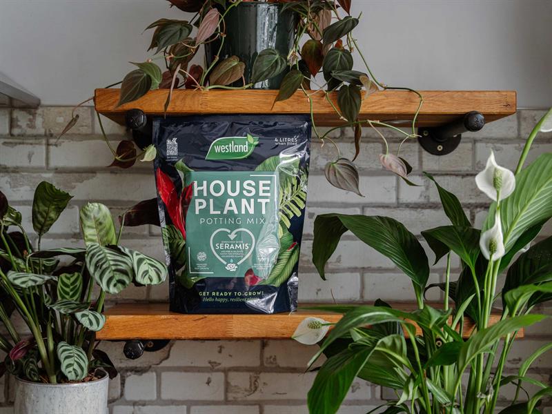 Westland Houseplant Potting Mix 4 litre Peat Free WLD10200085