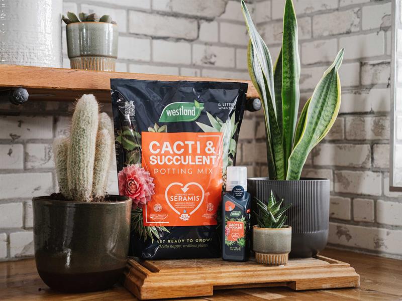 Westland Cacti Succulent Potting Mix 4 litre Peat Free WLD10200094