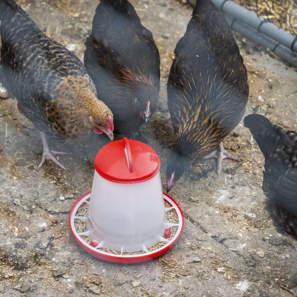 Sealey Poultry Feeder 1.5kg Pack of 5 Robust Plastic Anti Scrape Ring AFT025