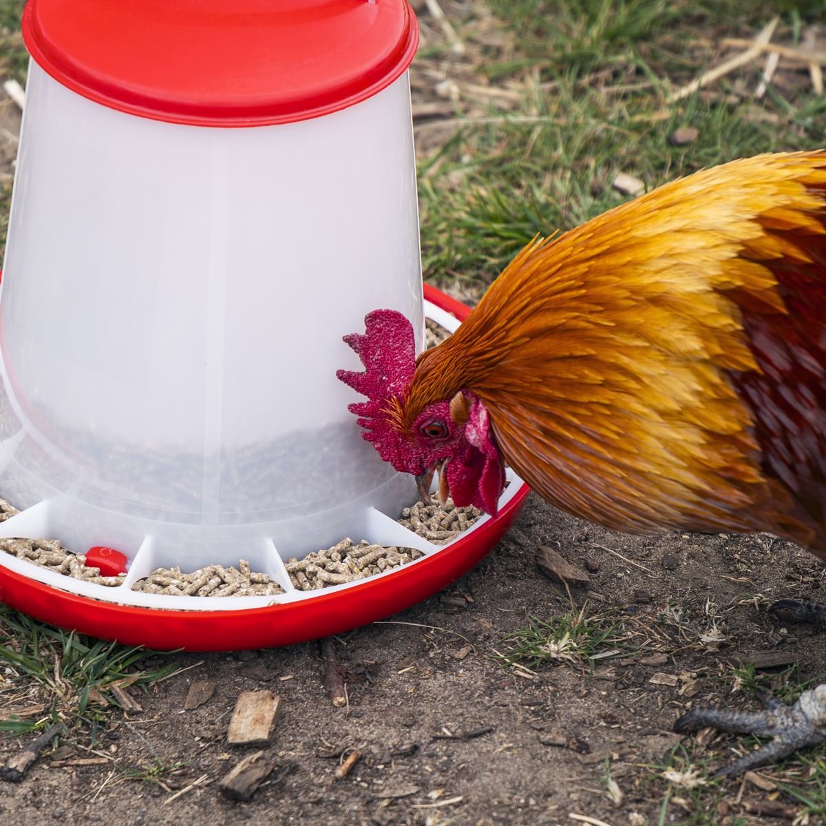 Sealey Poultry Feeder 3kg Pack of 3 Robust Plastic Anti Scrape Ring AFT033