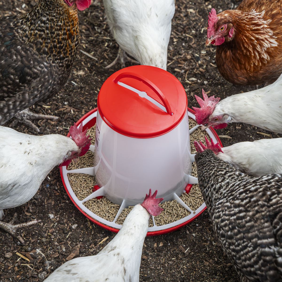 Sealey Poultry Feeder 6kg Pack of 2 Robust Plastic Anti Scrape Ring AFT042