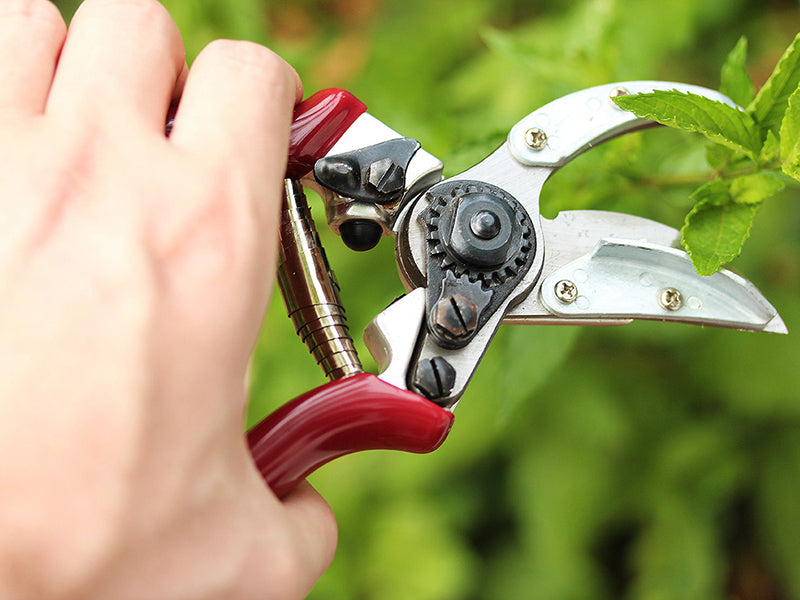 Kent & Stowe Rose 'Cut & Hold' Secateurs K/S70100466