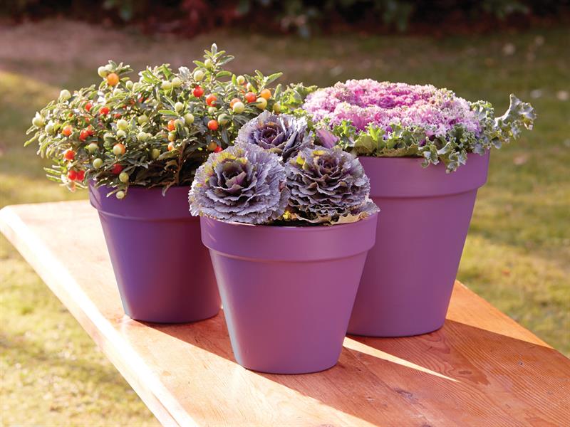 Ronseal Garden Paint Purple Berry 250ml RSLGPPB250